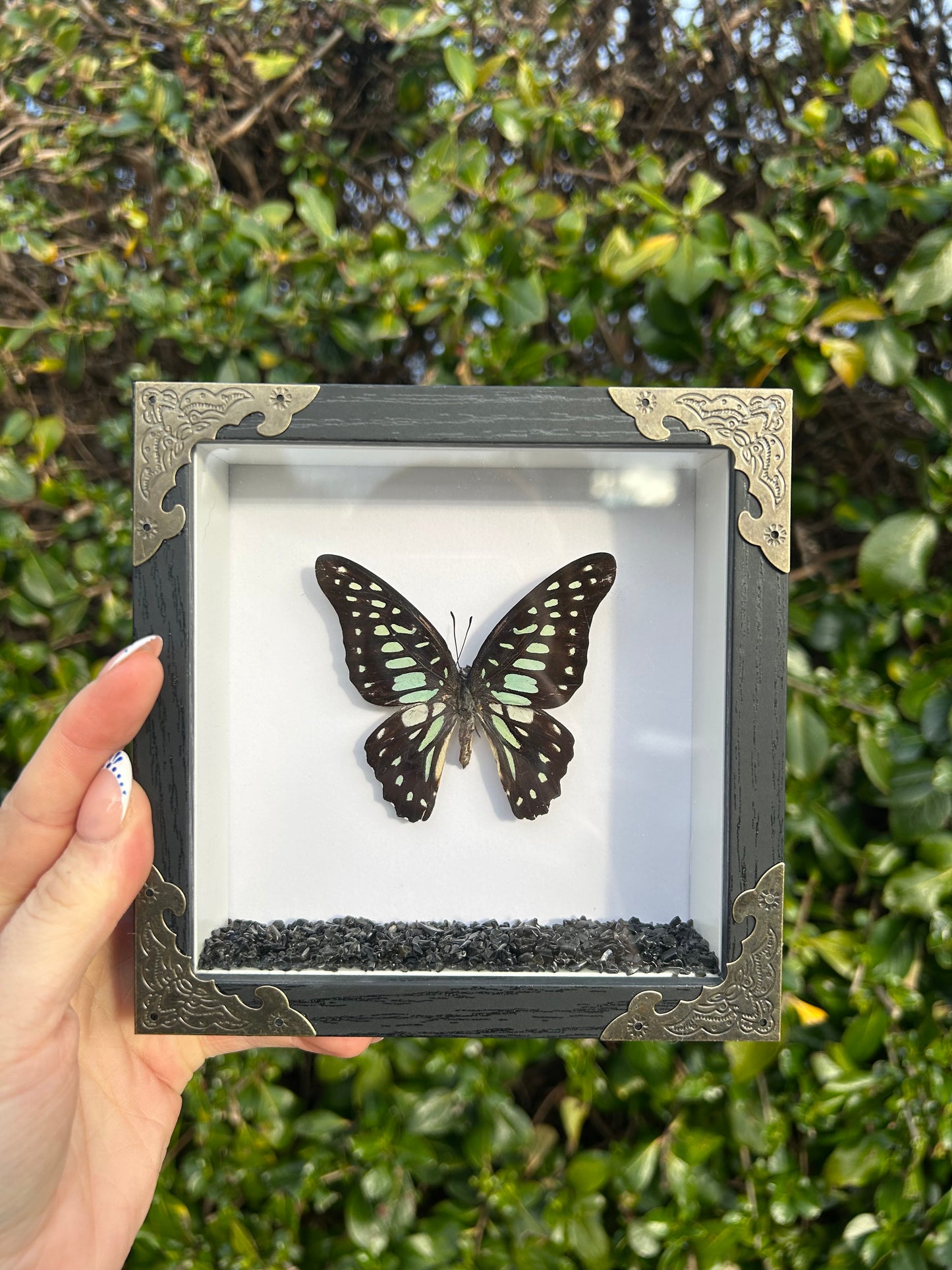 Graphium Eurypylus Butterfly Specimen