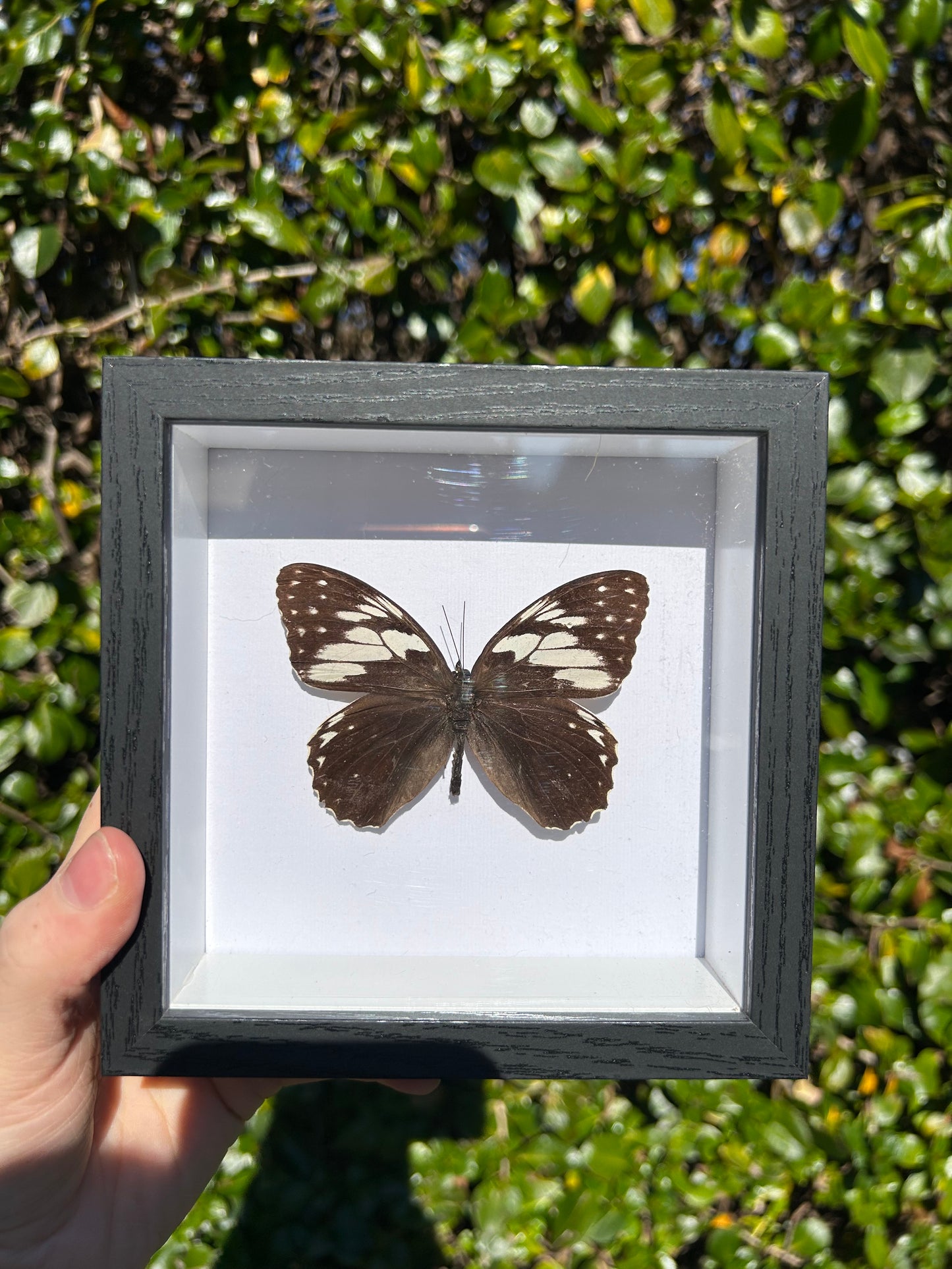 Penthema Formosanum Butterfly Specimen