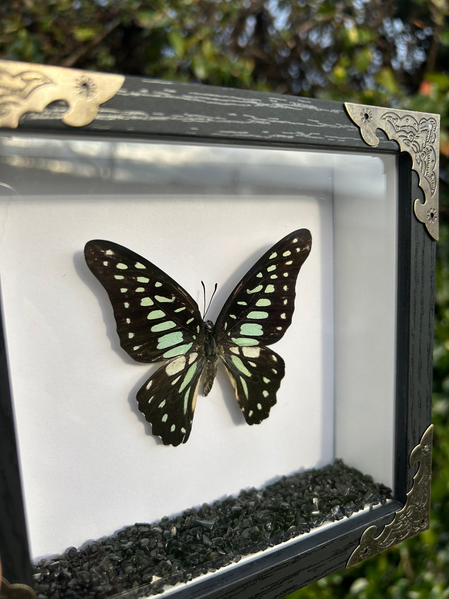 Graphium Eurypylus Butterfly Specimen