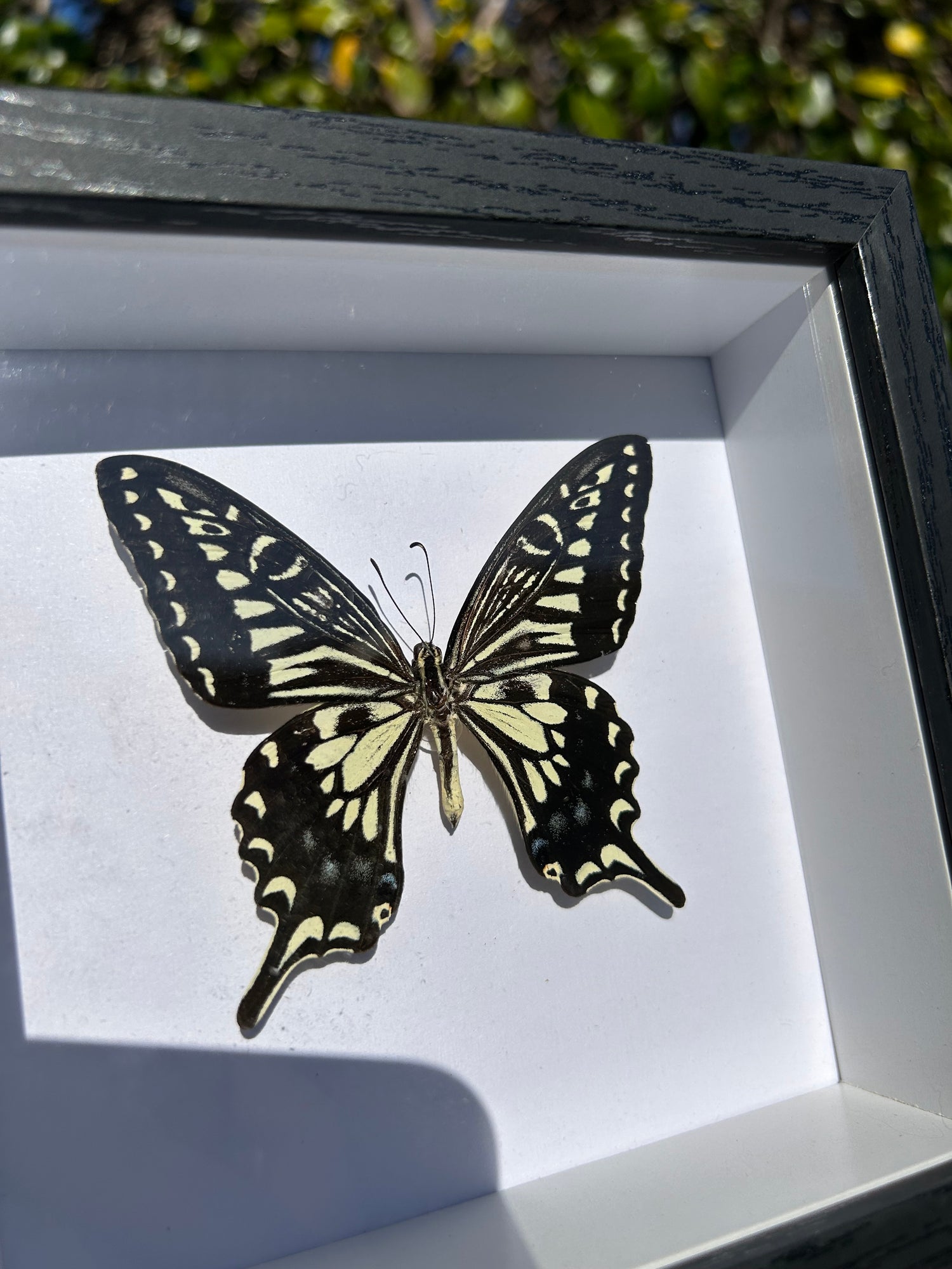 BUTTERFLY SPECIMENS 🦋