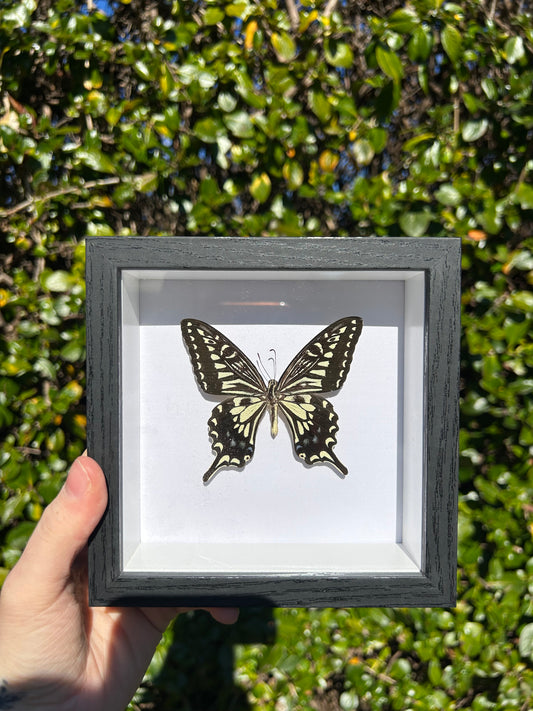 Asian Swallowtail Butterfly Specimen