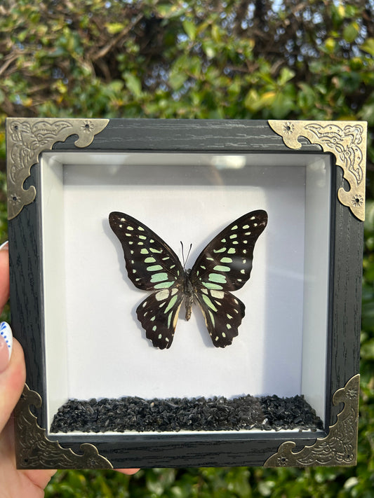 Graphium Eurypylus Butterfly Specimen