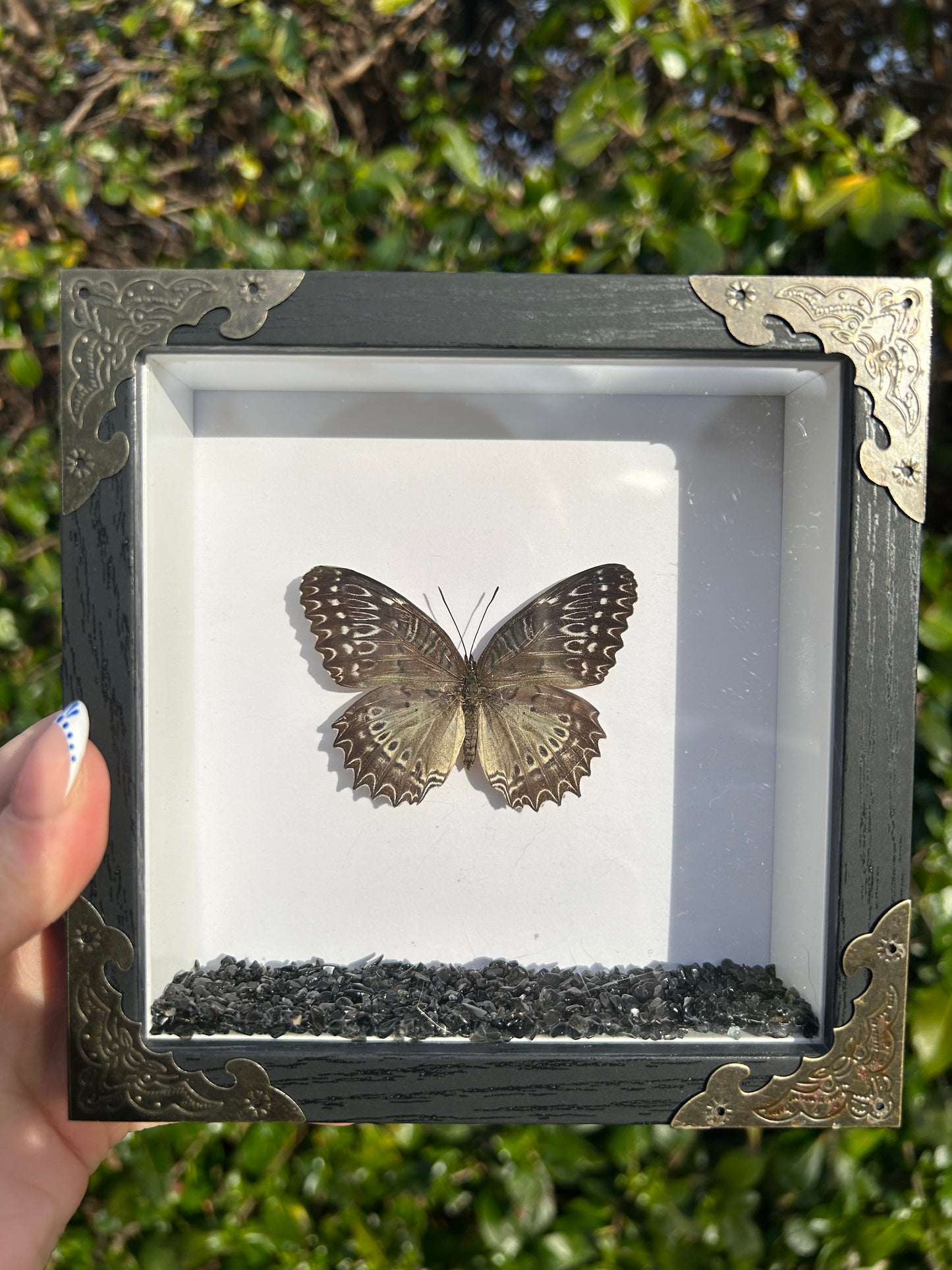Cethosia Biblis Butterfly Specimen