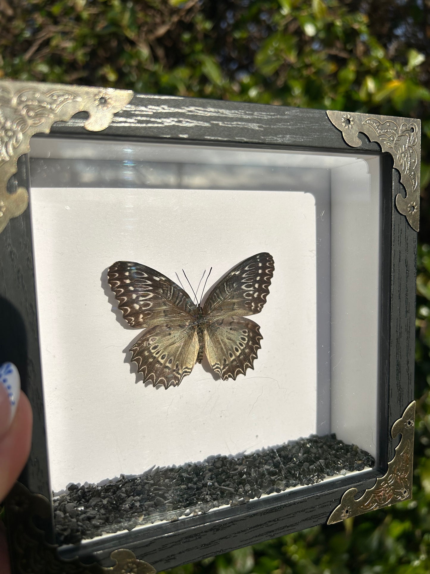 Cethosia Biblis Butterfly Specimen