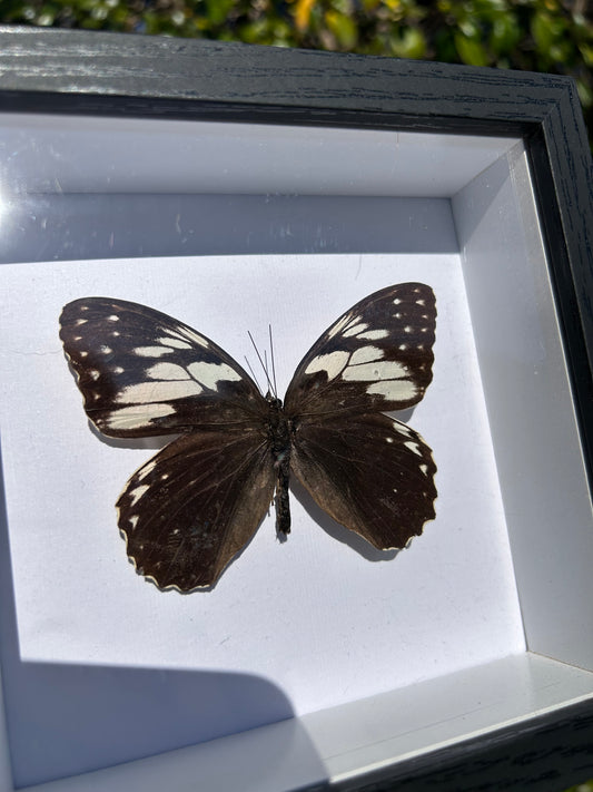 Penthema Formosanum Butterfly Specimen