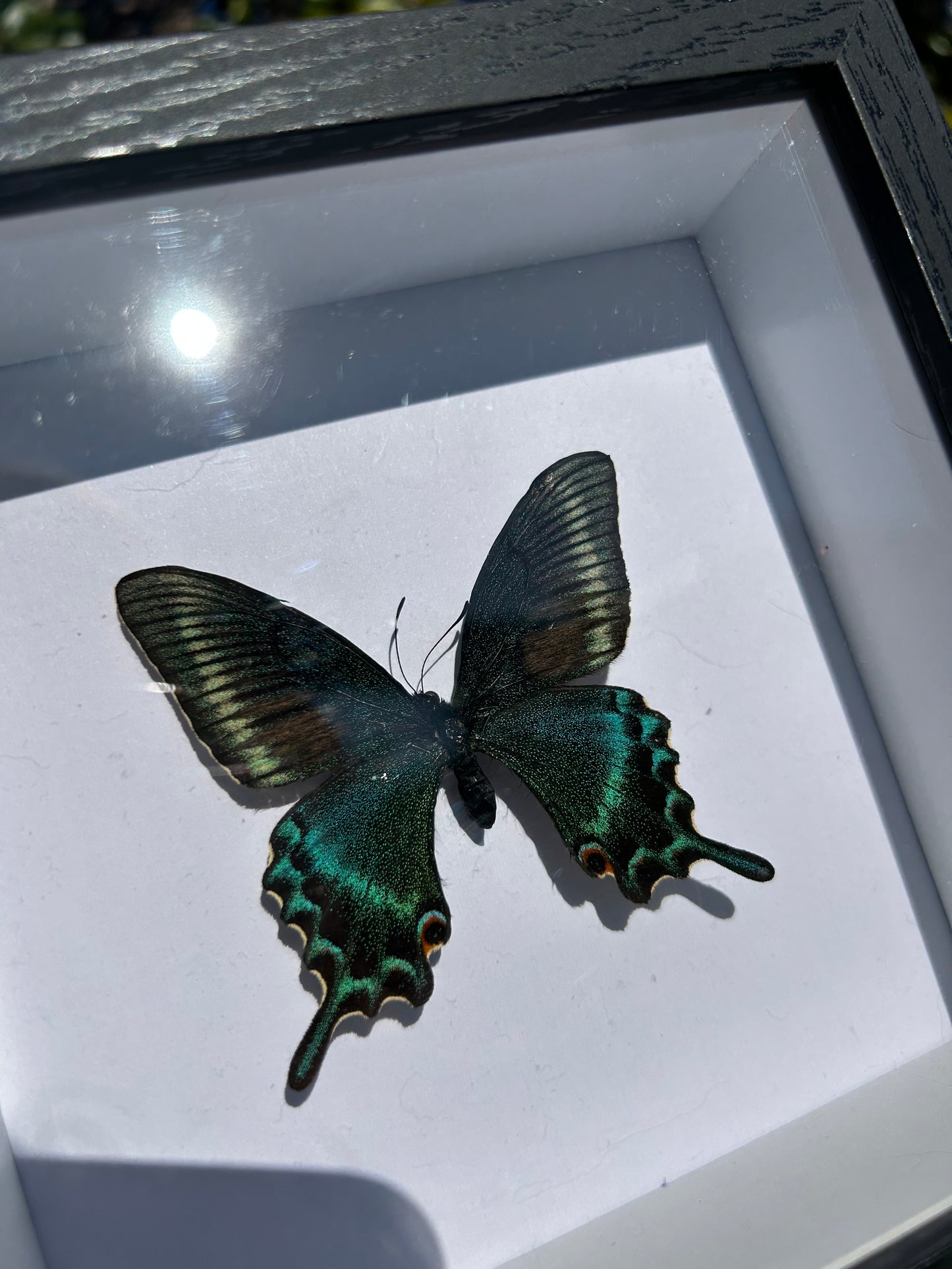 Alpine Black Swallowtail Butterfly Specimen