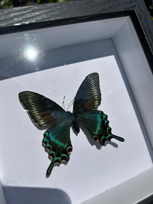 Alpine Black Swallowtail Butterfly Specimen