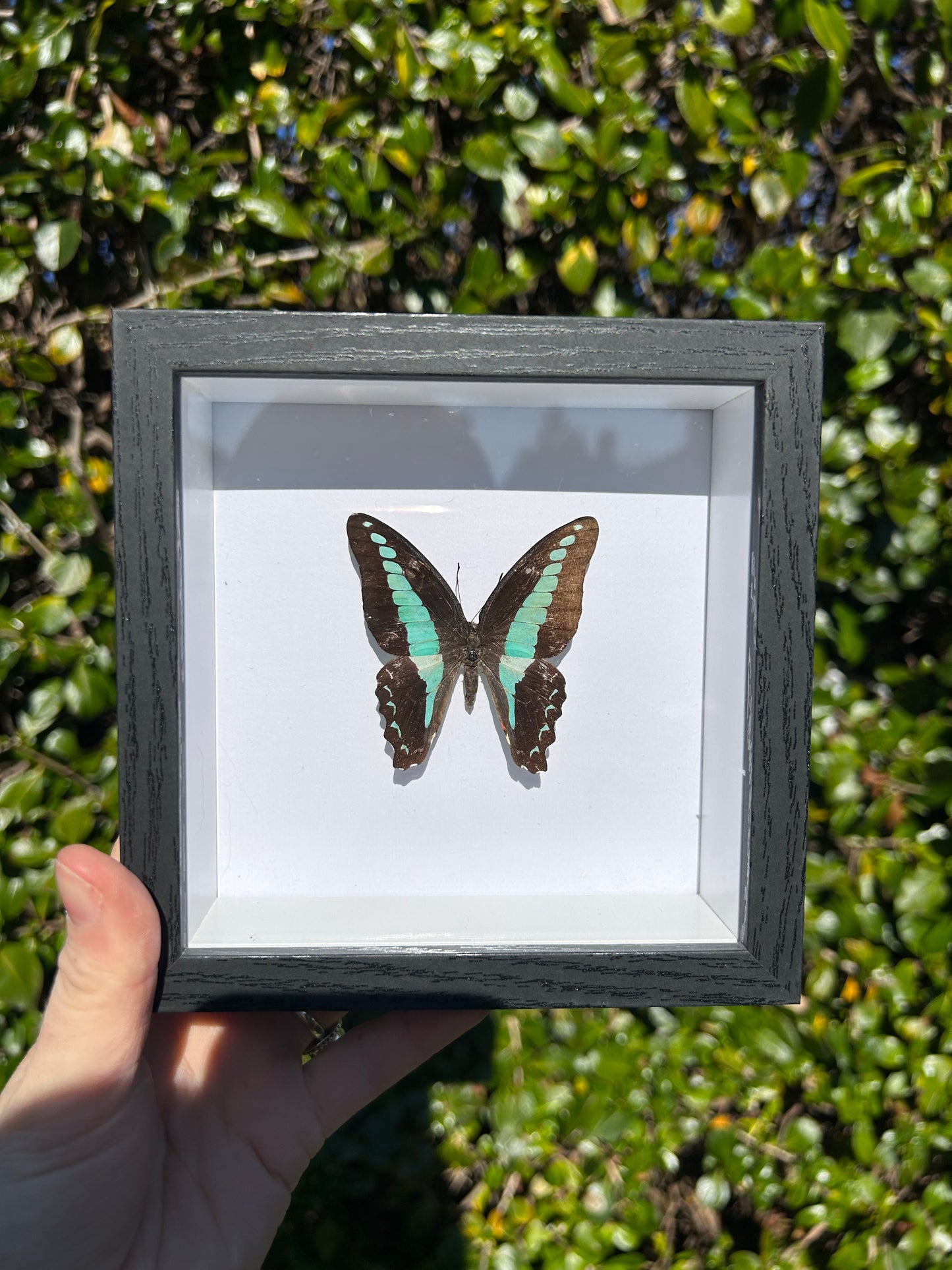 Common Bluebottle Butterfly Specimen
