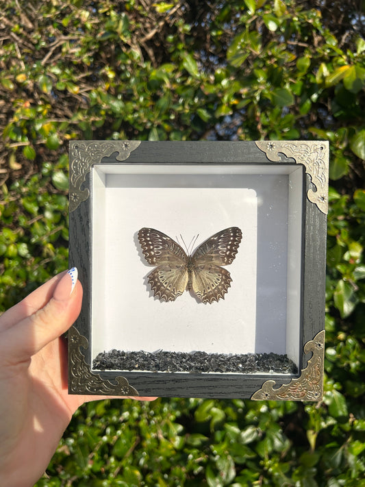 Cethosia Biblis Butterfly Specimen