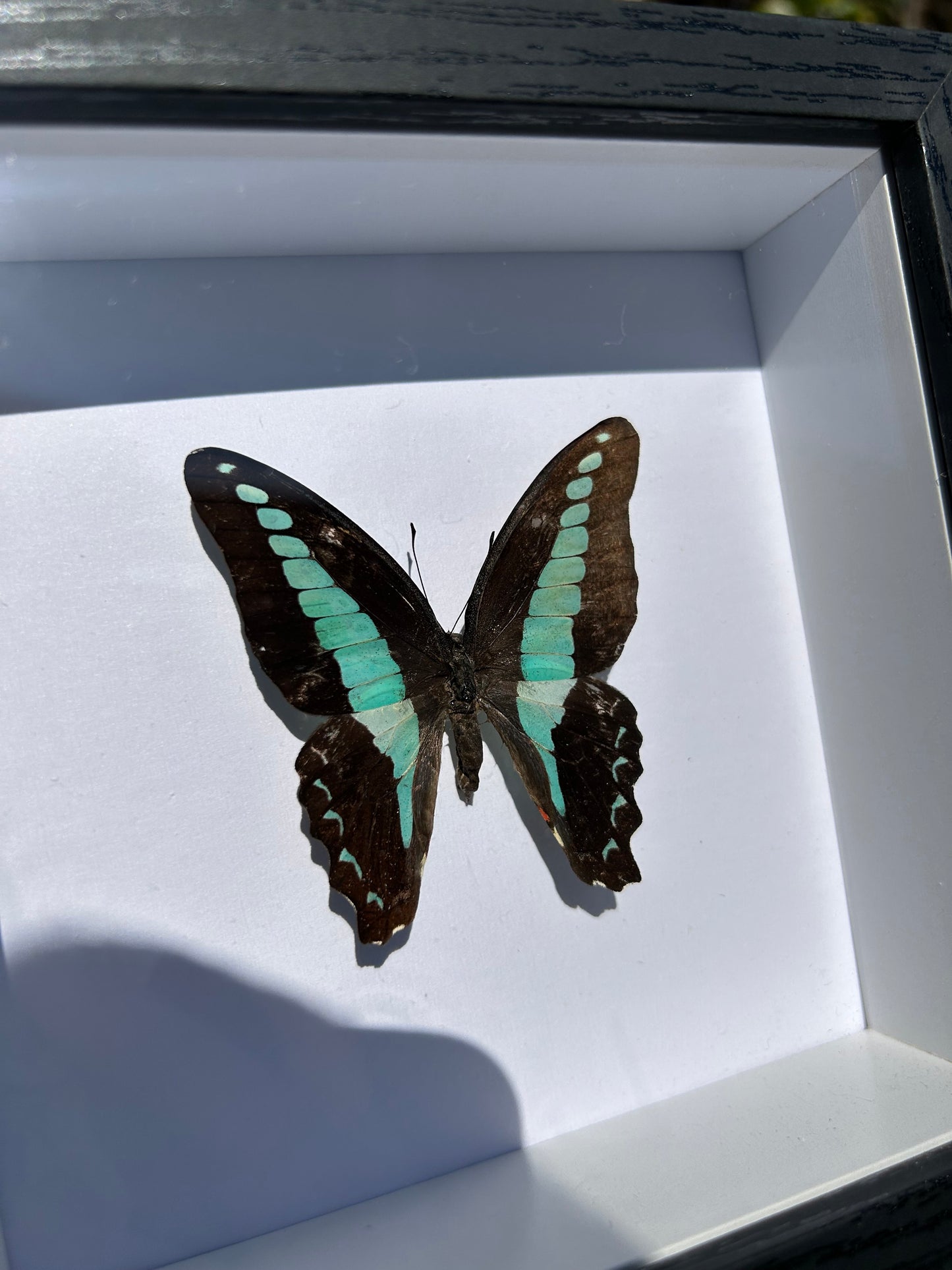 Common Bluebottle Butterfly Specimen