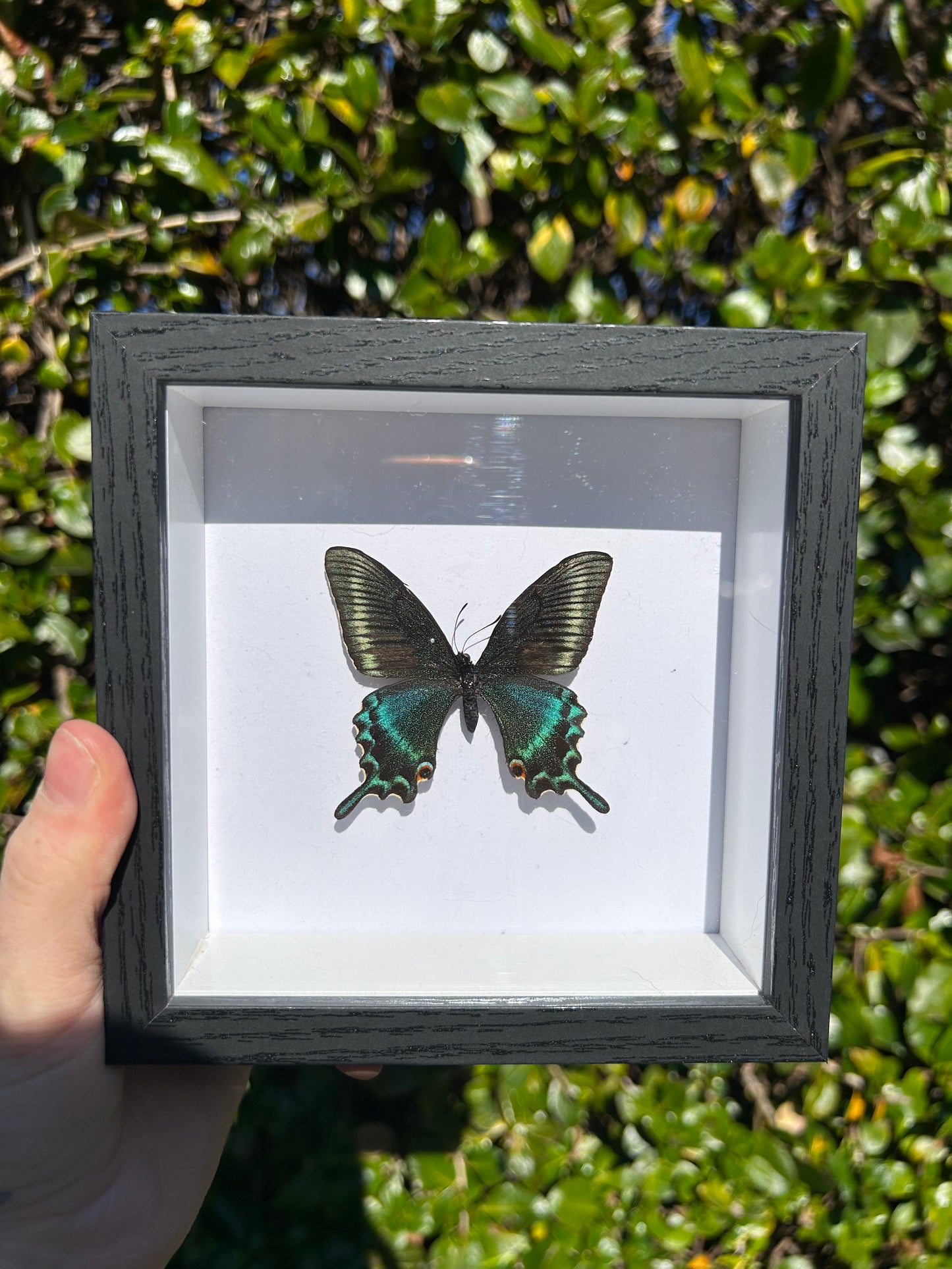 Alpine Black Swallowtail Butterfly Specimen
